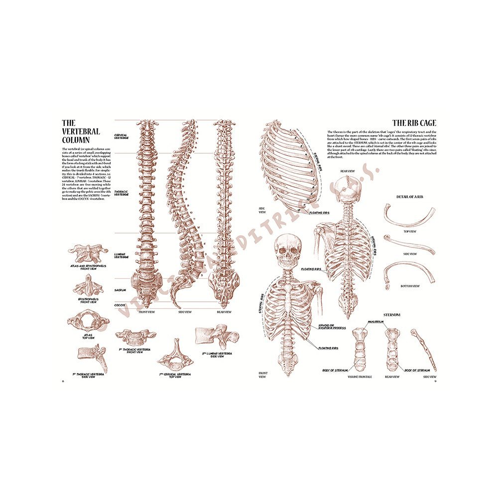 Libro, Colección Leonardo Vinciana Anatomía No. 4