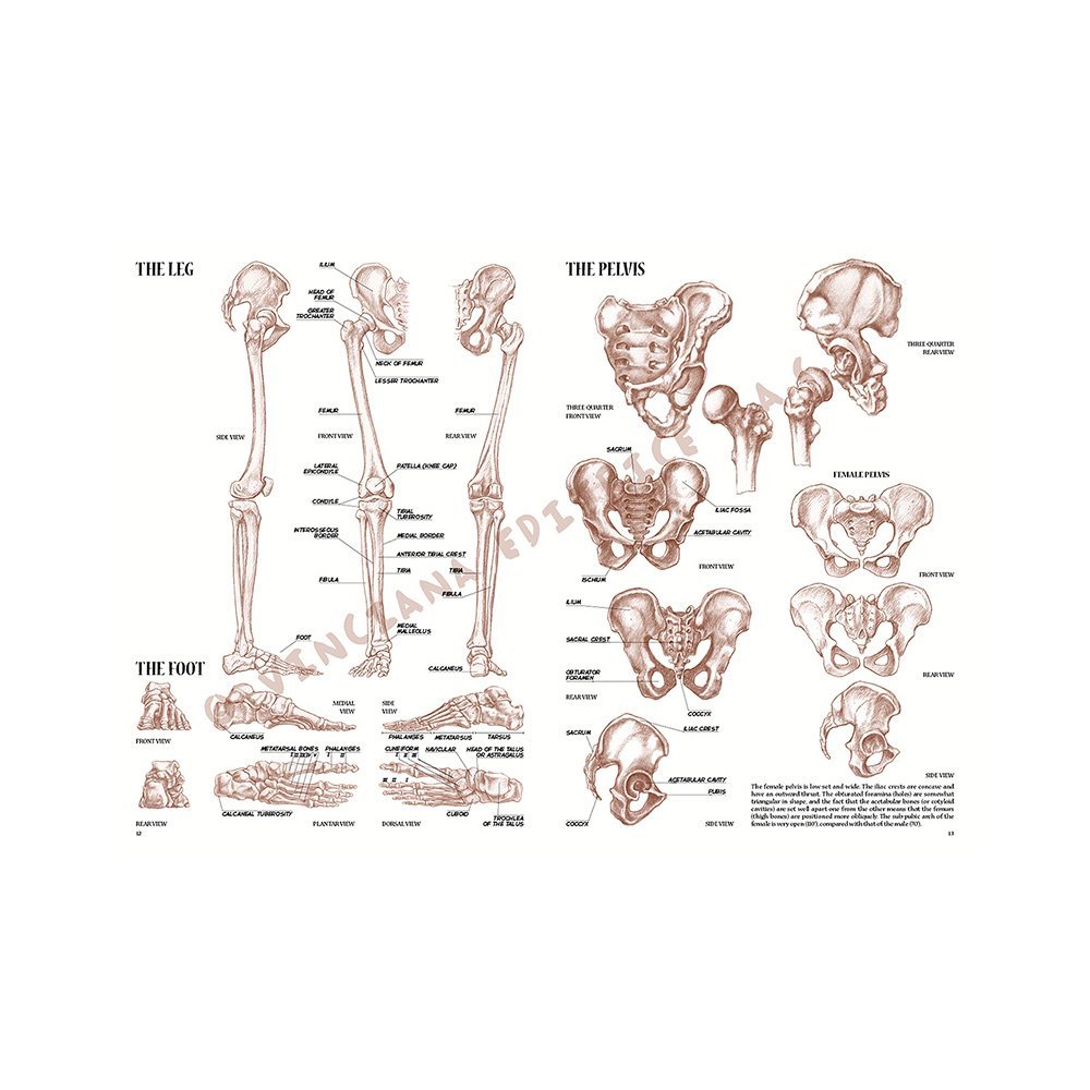 Libro, Colección Leonardo Vinciana Anatomía No. 4