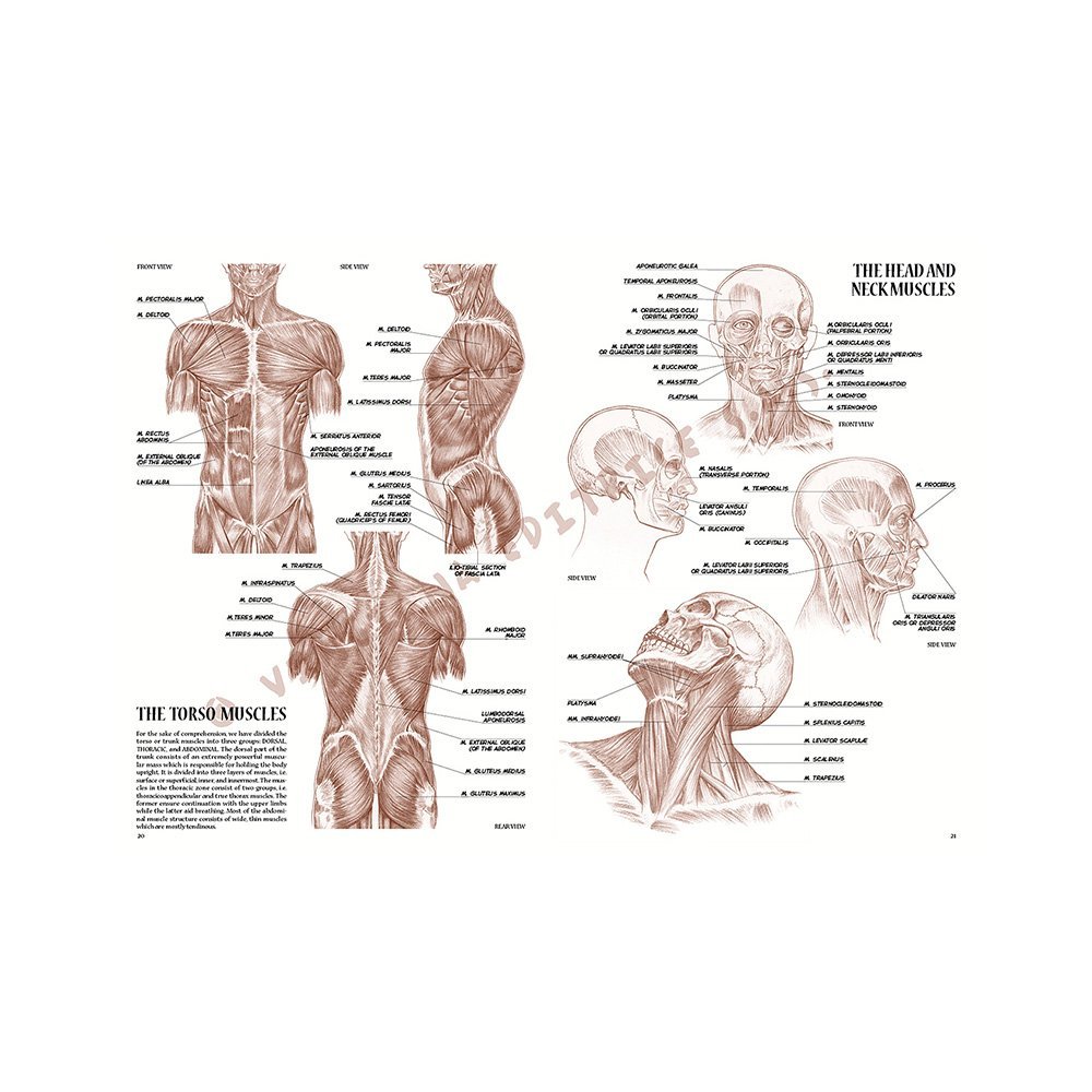 Libro, Colección Leonardo Vinciana Anatomía No. 4