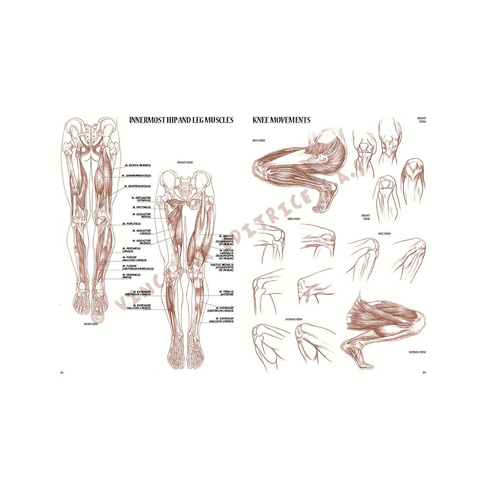 Libro, Colección Leonardo Vinciana Anatomía No. 4