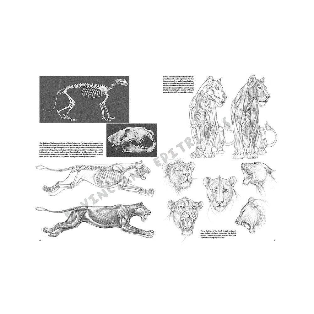 Libro, Colección Leonardo Vinciana Animales No. 12