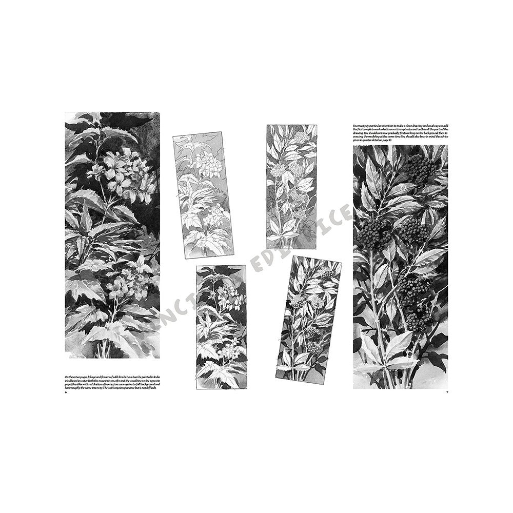 Libro Colección, Leonardo Vinciana, Flores No.20