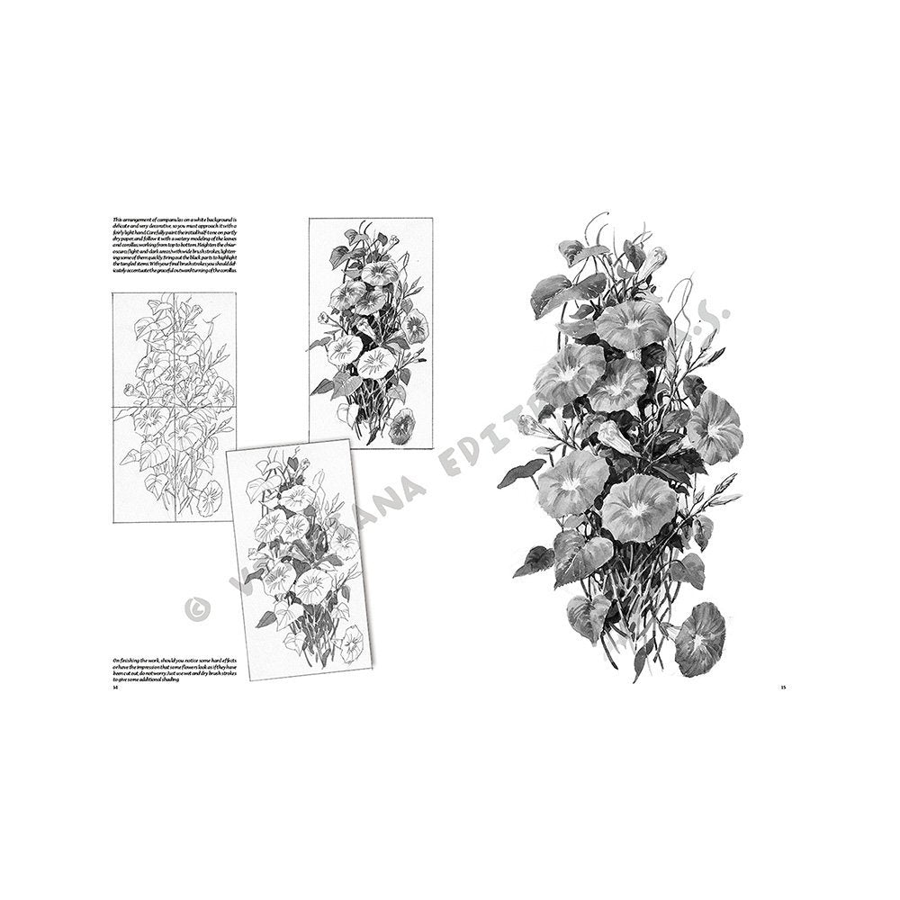 Libro Colección, Leonardo Vinciana, Flores No.20