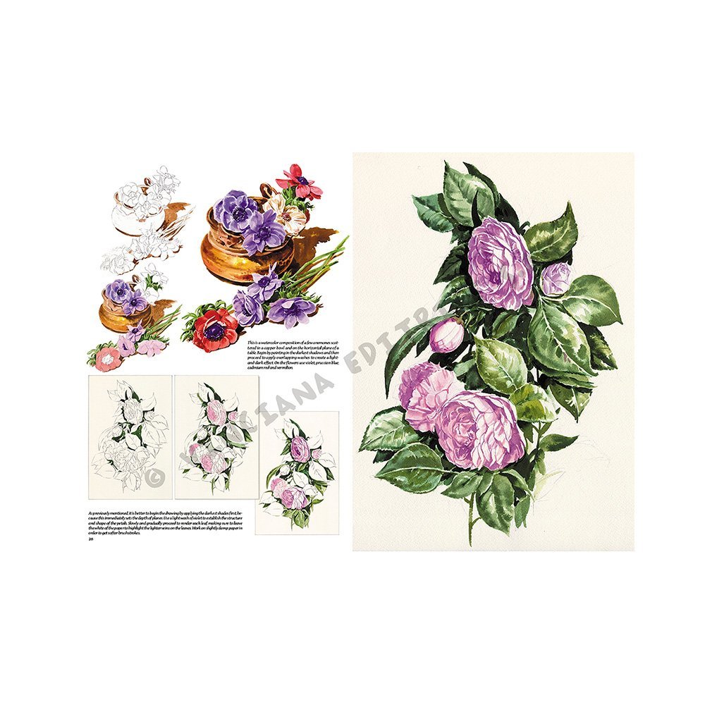 Libro Colección, Leonardo Vinciana, Flores No.20