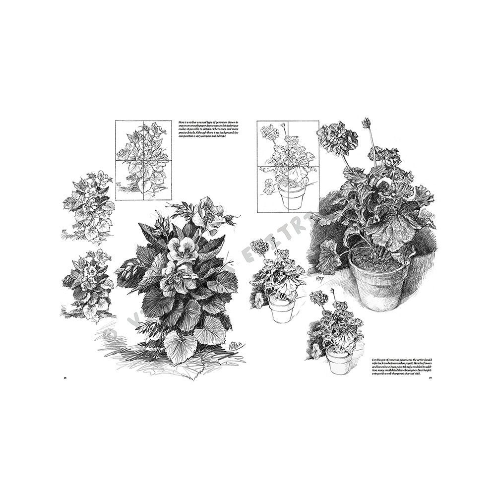 Libro Colección, Leonardo Vinciana, Flores No.21