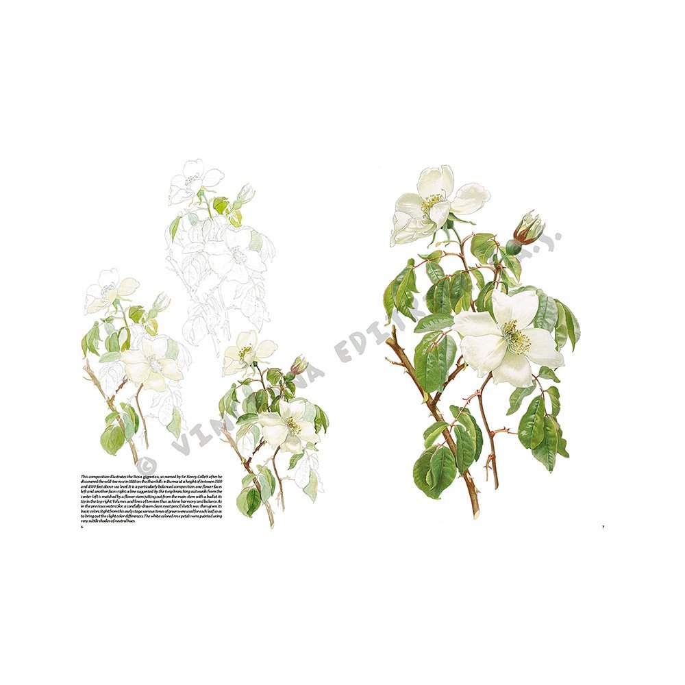 Libro Colección, Leonardo Vinciana, Rosas No.42