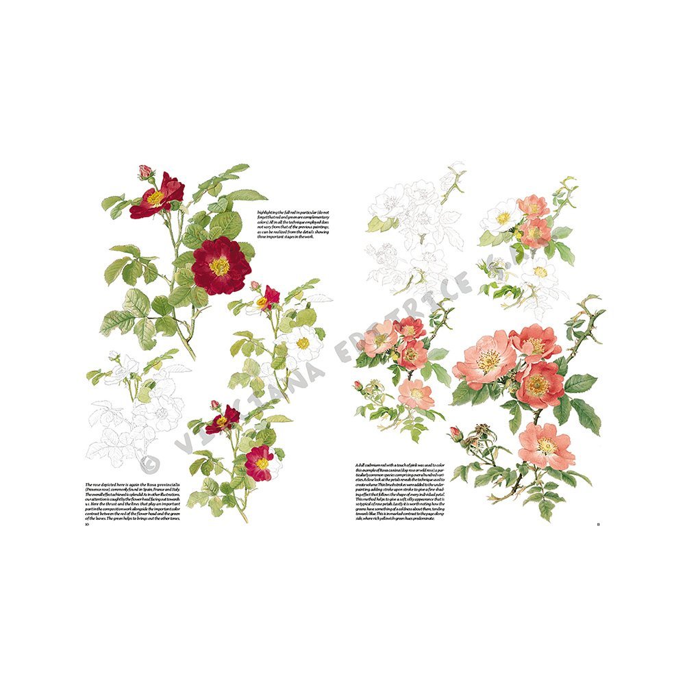 Libro Colección, Leonardo Vinciana, Rosas No.42