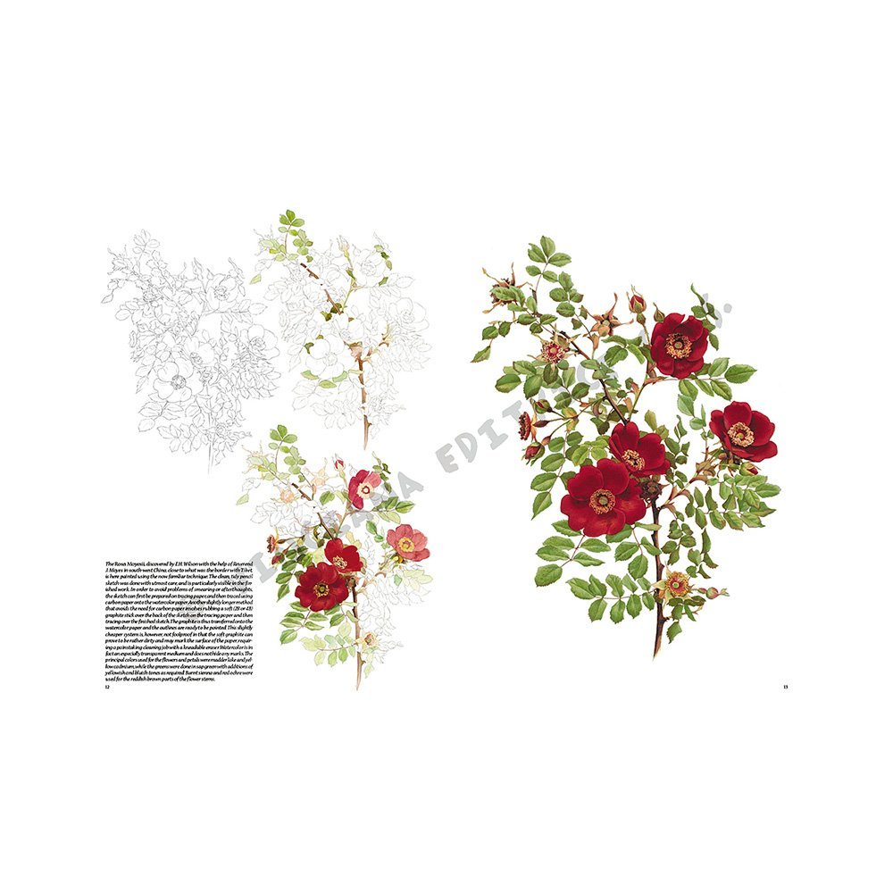 Libro Colección, Leonardo Vinciana, Rosas No.42
