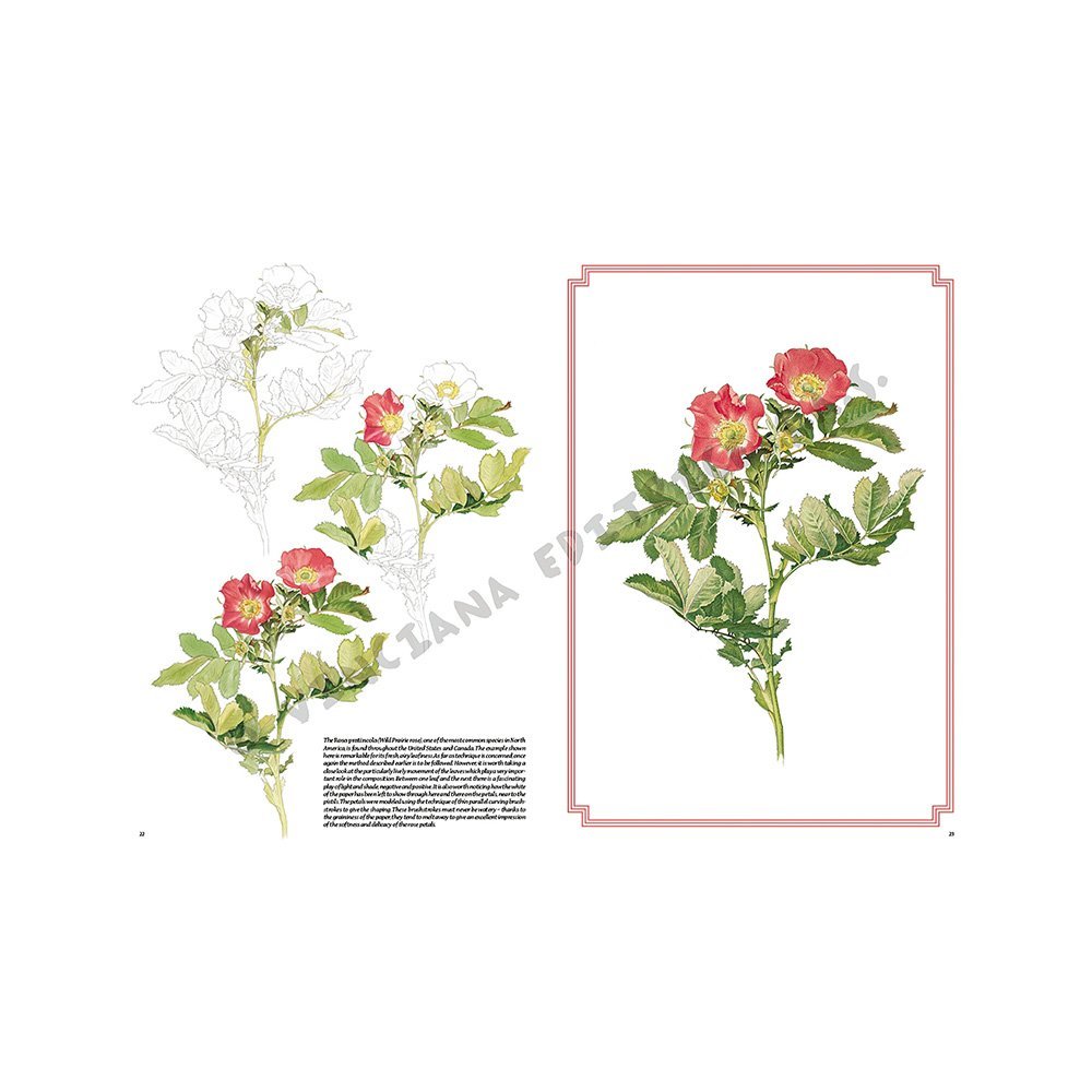 Libro Colección, Leonardo Vinciana, Rosas No.42