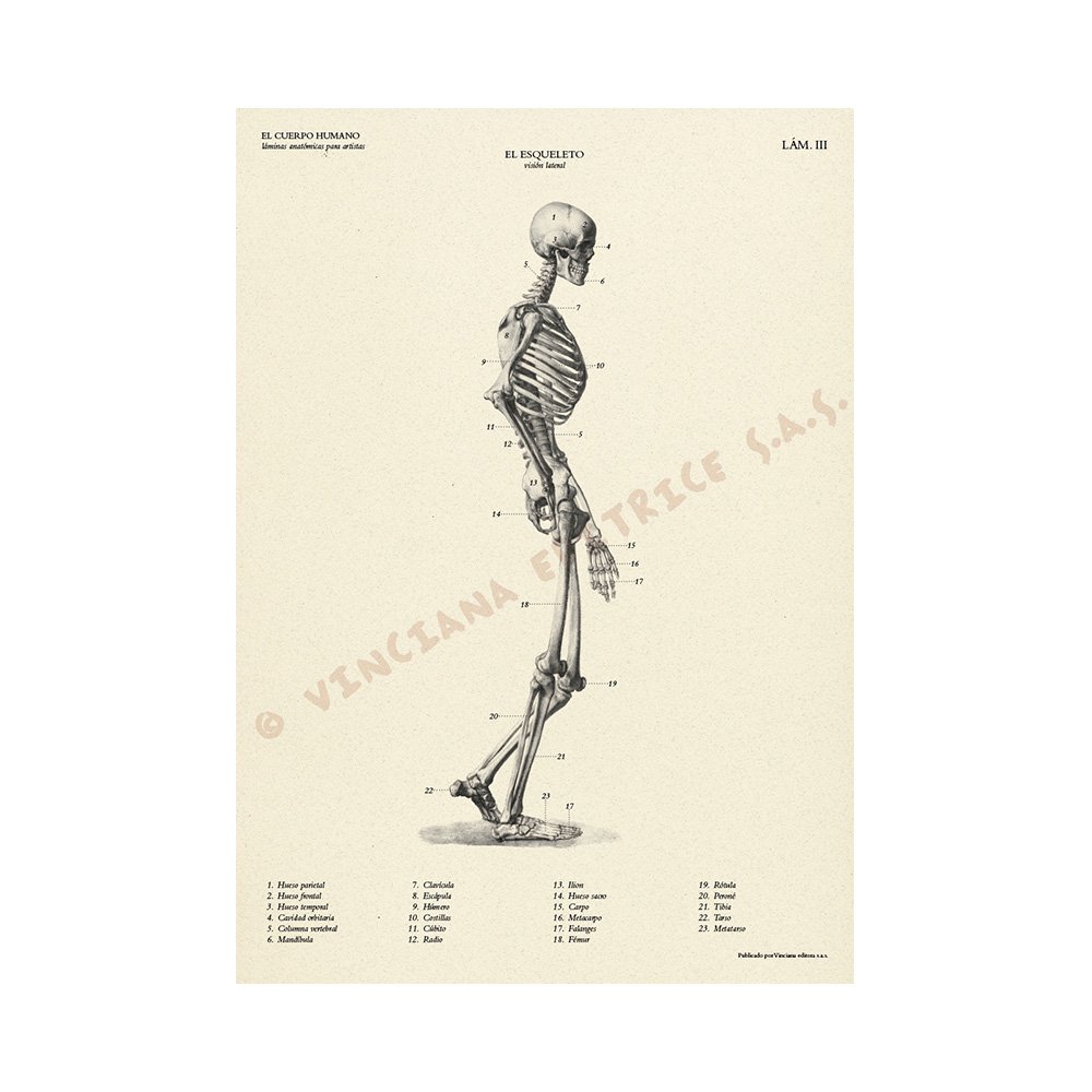 Manual Técnico Leonardo Vinciana, El Cuerpo Humano