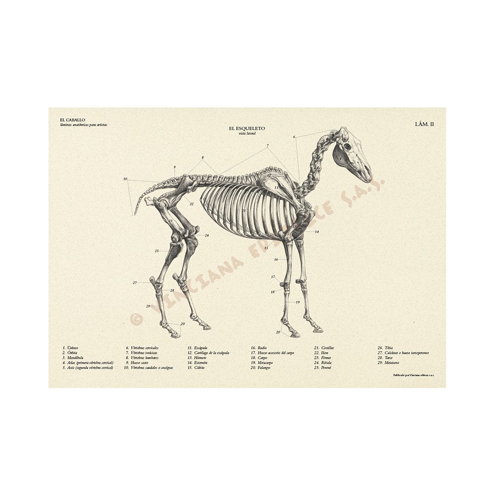 Manual Técnico Leonardo Vinciana, El Caballo
