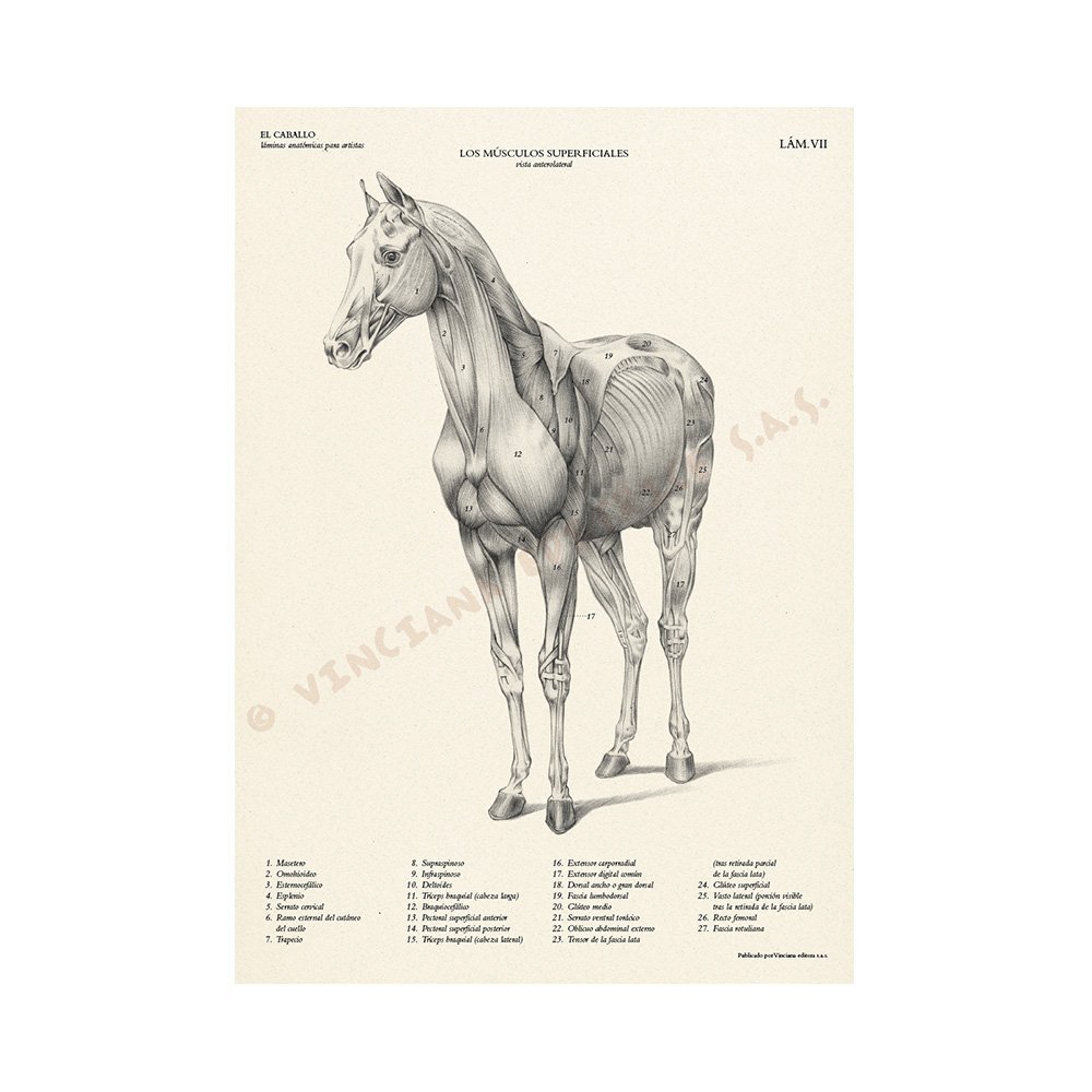 Manual Técnico Leonardo Vinciana, El Caballo