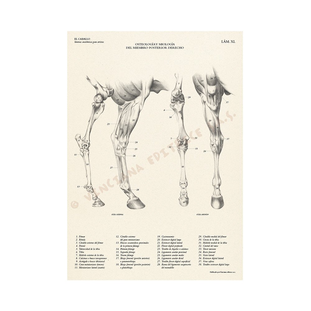 Manual Técnico Leonardo Vinciana, El Caballo