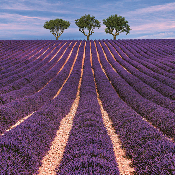 Servilleta Alemana Para Decoupage (Decorativa) Paquete con 20 Piezas