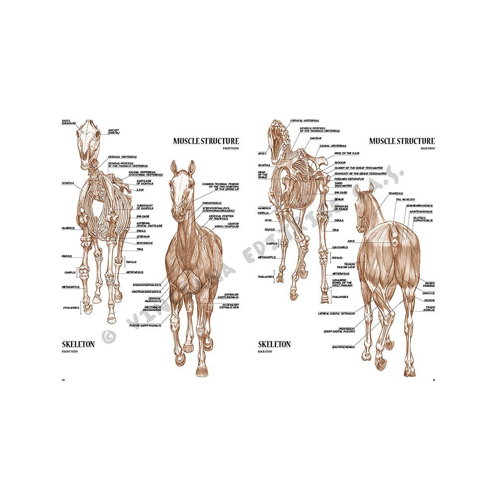 Libro, Colección Leonardo Vinciana Los Caballos  No. 6