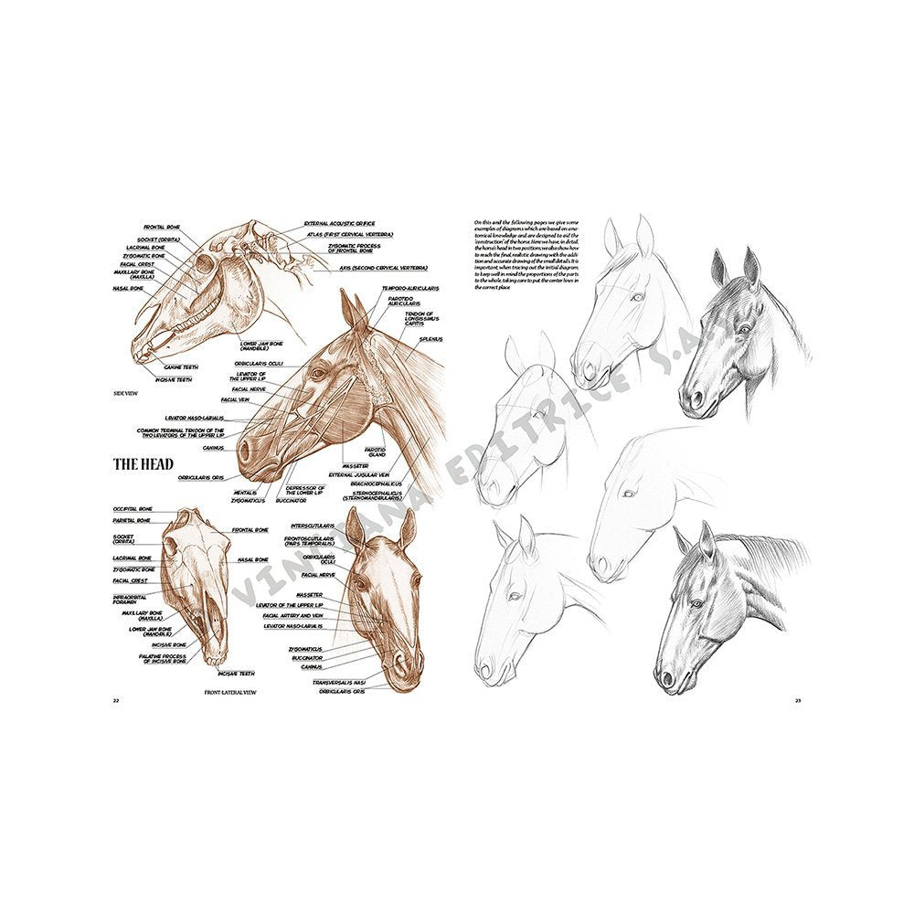 Libro, Colección Leonardo Vinciana Los Caballos  No. 6