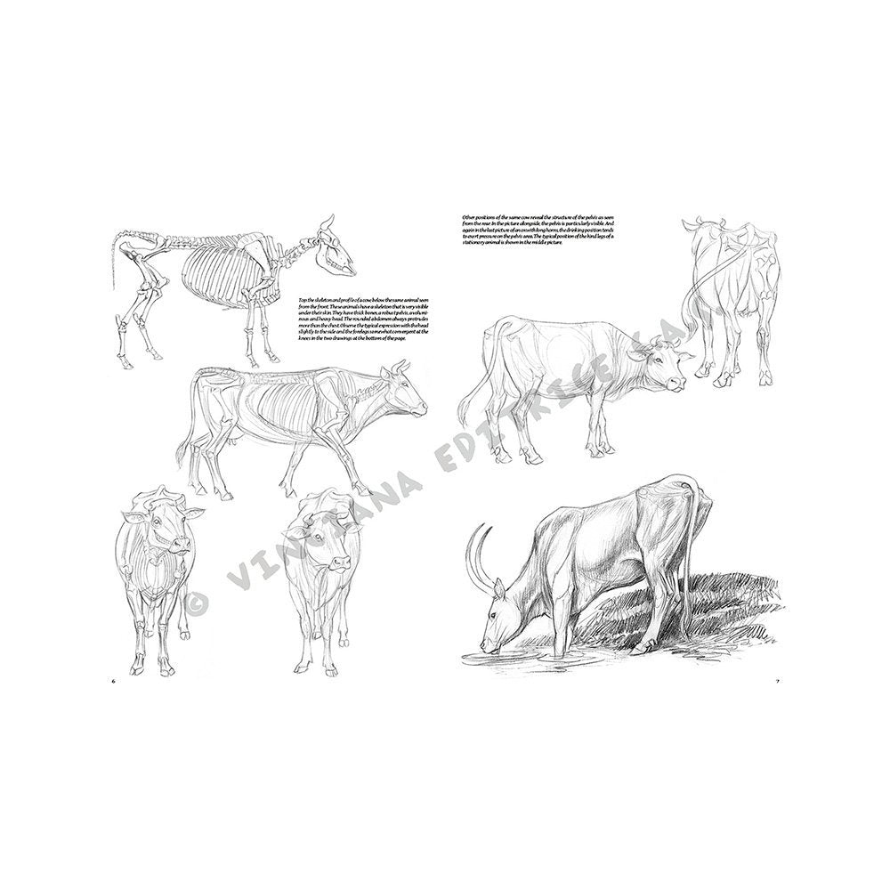 Libro Colección, Leonardo Vinciana, Animales No.13