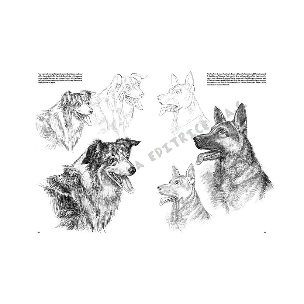 Libro Colección, Leonardo Vinciana, Animales No.13