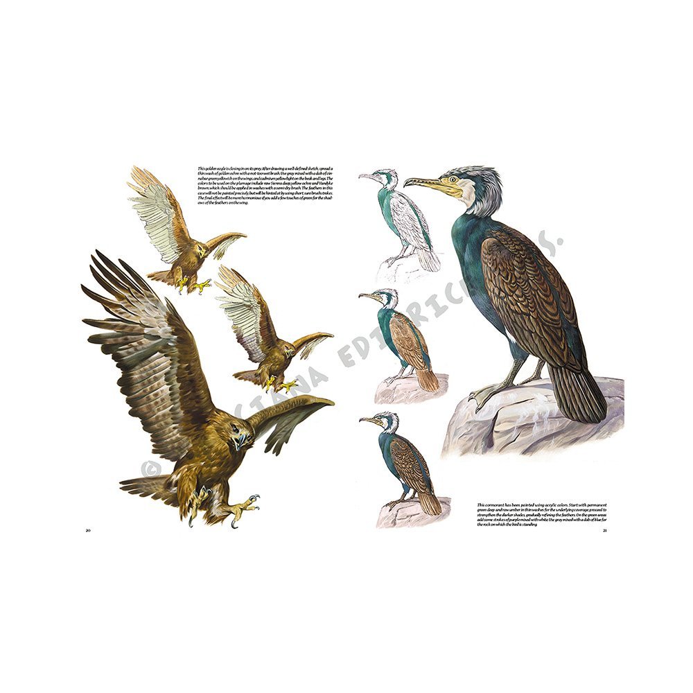 Libro, Colección Leonardo Vinciana Pájaros No. 28