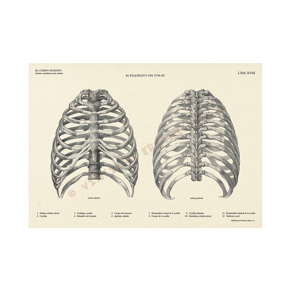 Manual Técnico Leonardo Vinciana, El Cuerpo Humano