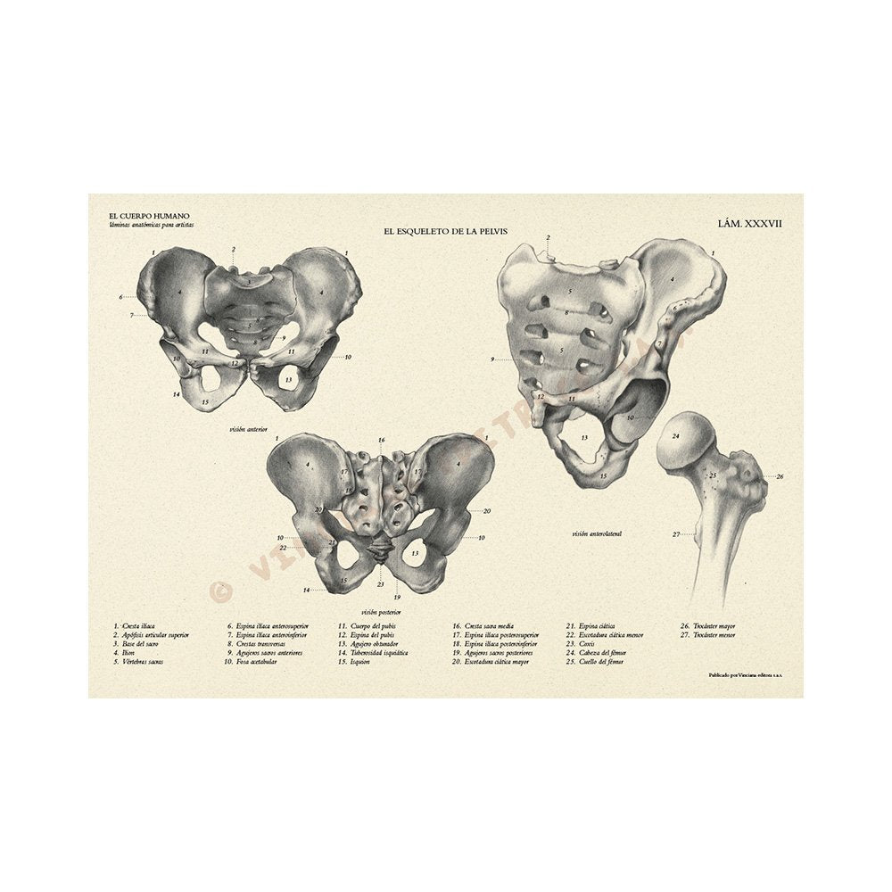 Manual Técnico Leonardo Vinciana, El Cuerpo Humano